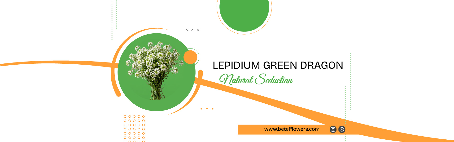Lepidium Green Dragon