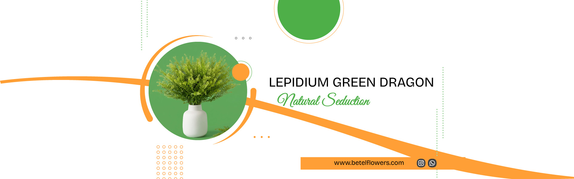 Lepidium Green Dragon